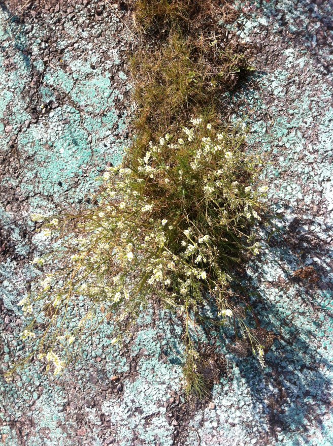 vid-forsta-tillaggsplatsen-lindholmen